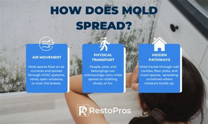 How fast does mold spread in a house?