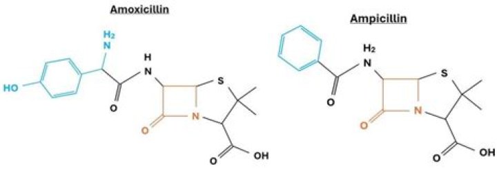 How is amoxicillin different from penicillin?