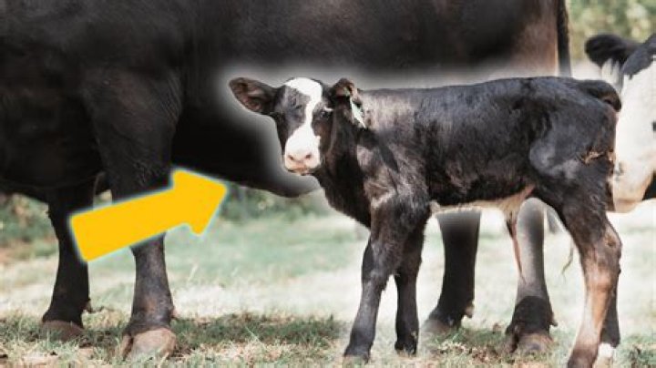 How long can a calf be separated from its mother?