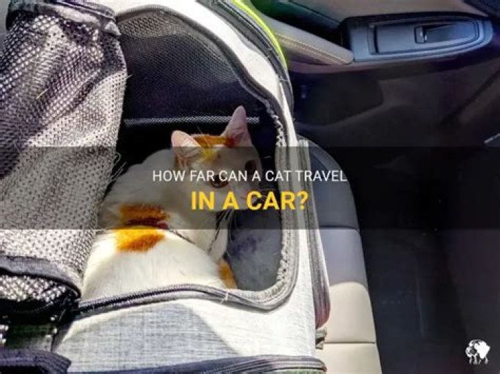 How long can a cat travel in a car?