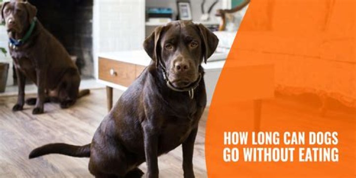 How Long Can dogs go without food?