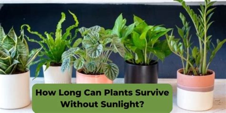 How Long Can plants survive without sunlight?