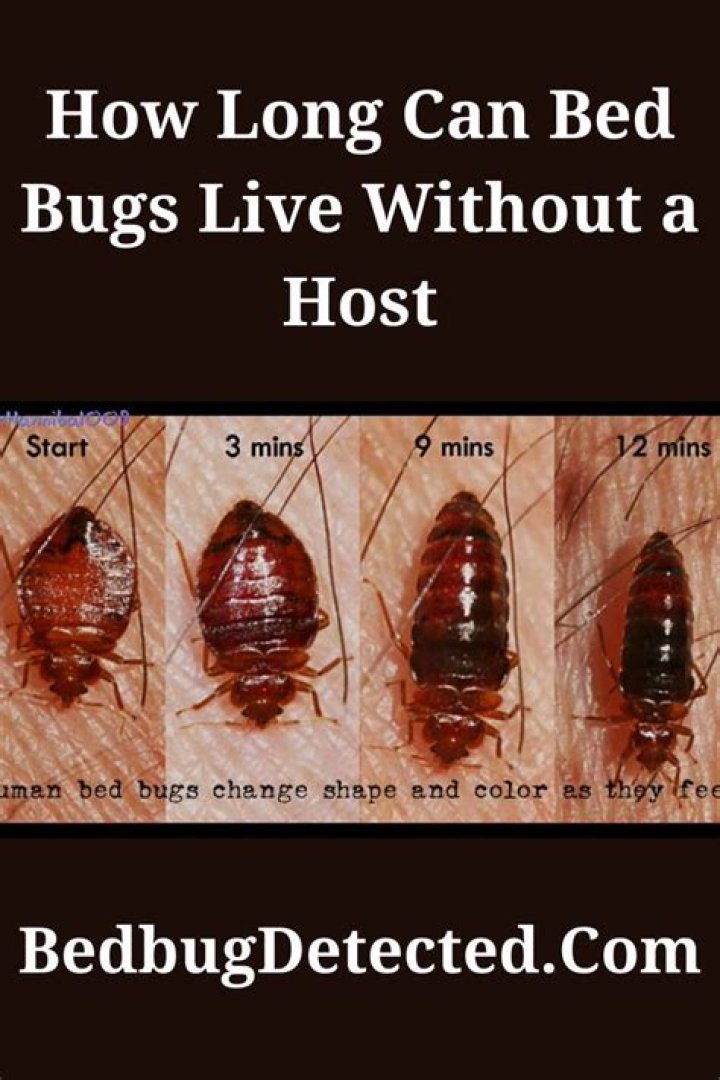 How long do bed bugs bites last without a host?
