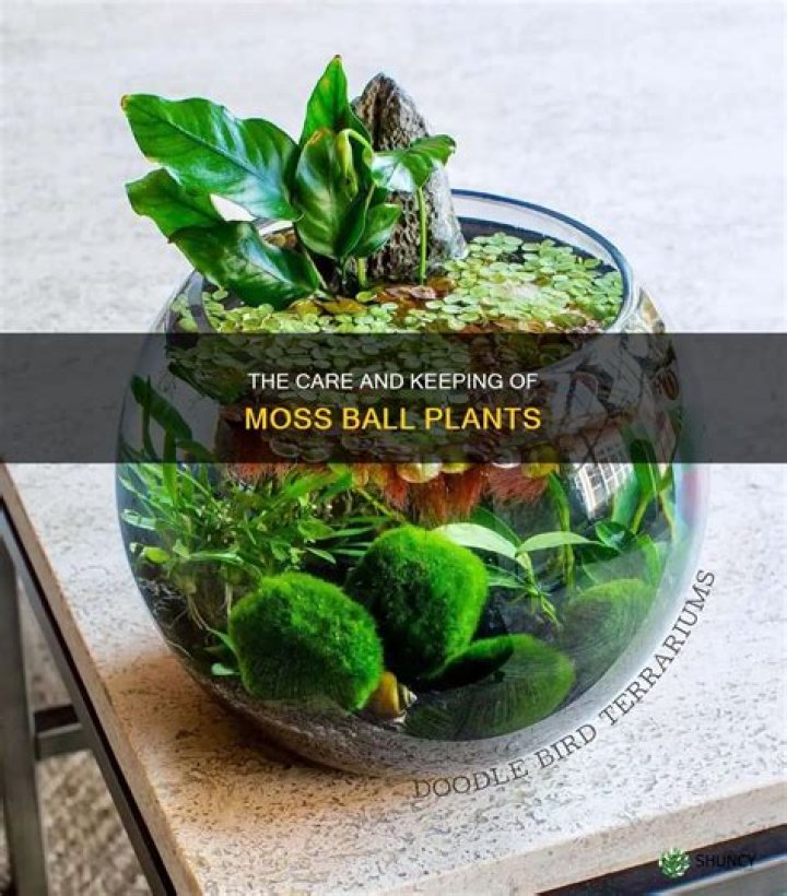 How long do moss balls live?