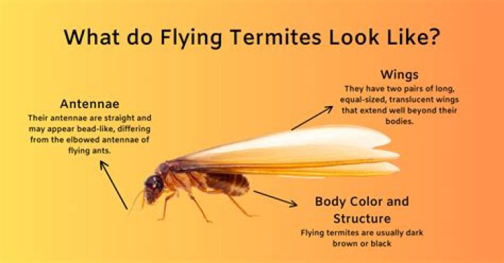 How long do termites stay in a house?