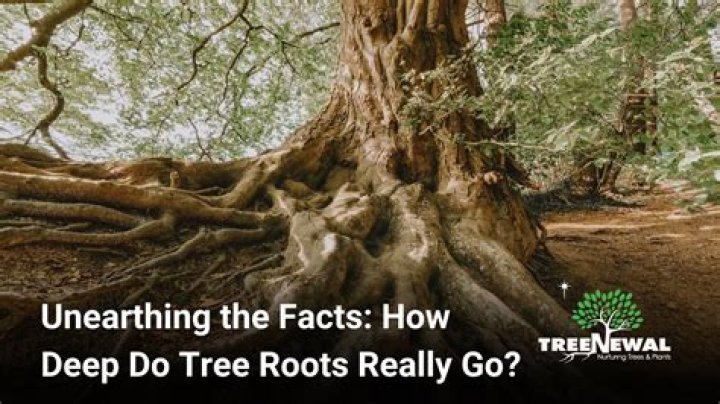How long do tree roots live after tree is cut down?