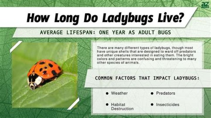 How long does a ladybug live?