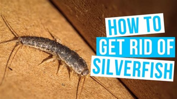 How long does a silverfish live?