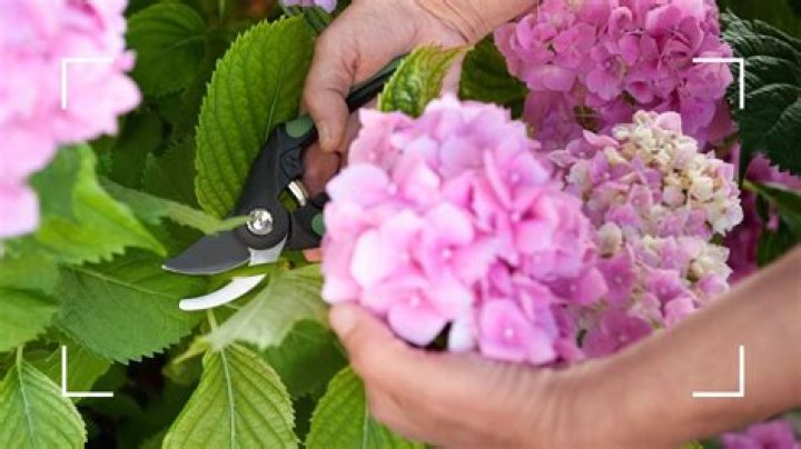 How long does it take for hydrangea cuttings to take?