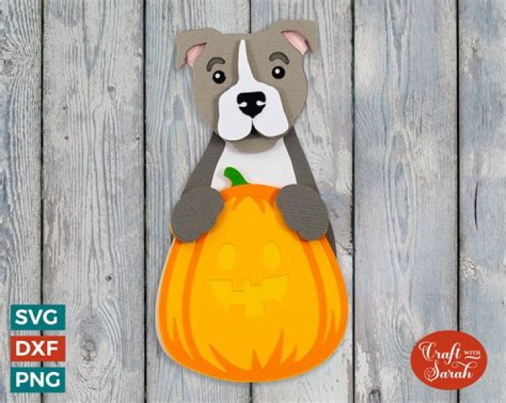 How long does it take for pumpkin to work on dogs?