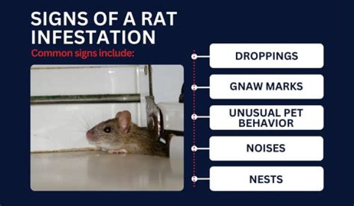 How long does it take to get rid of rat infestation?