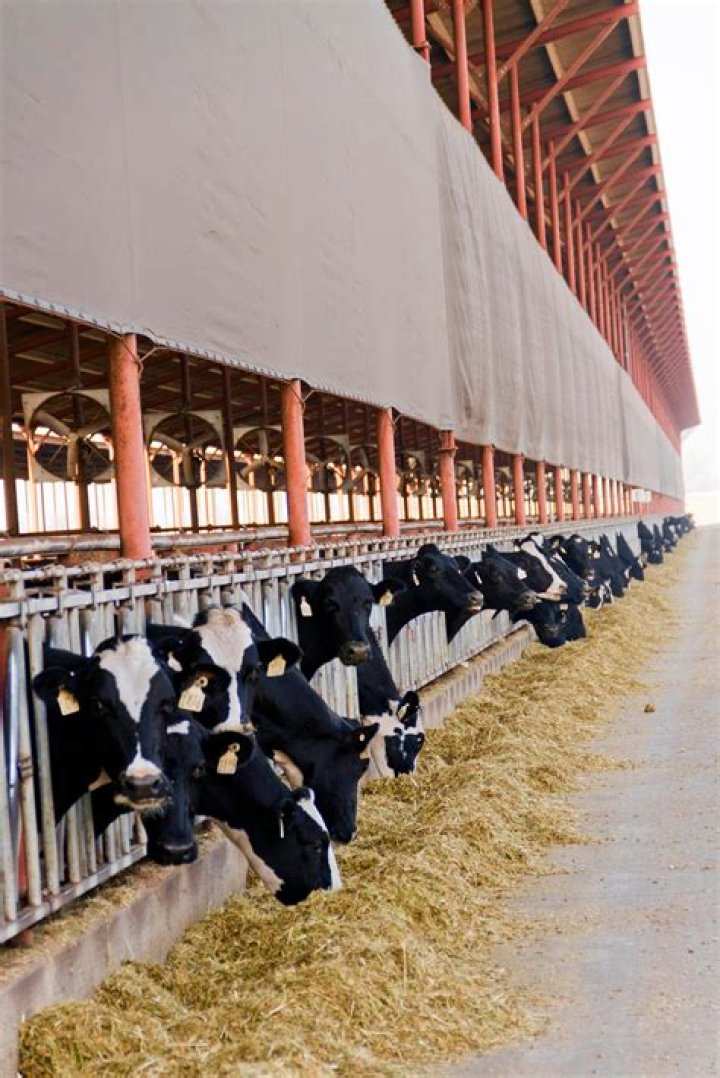 How many dairy farmers are in California?