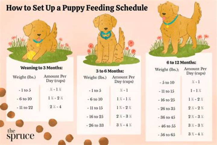 How many hours a day should you spend with your dog?