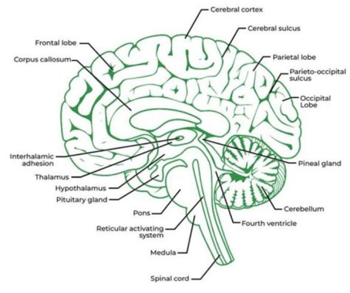 How many parts of the CNS are there?