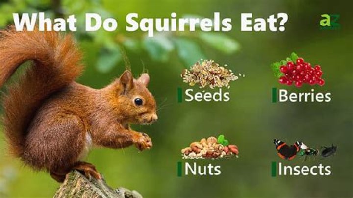 How many peanuts can a squirrel eat in a day?