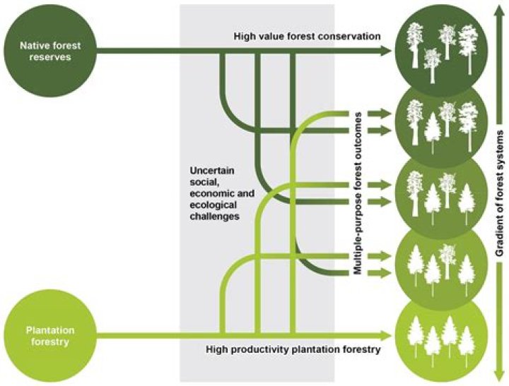 How many people are currently employed in the forestry industry?