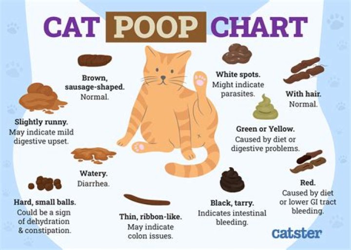 How many times a day should a cat poop?