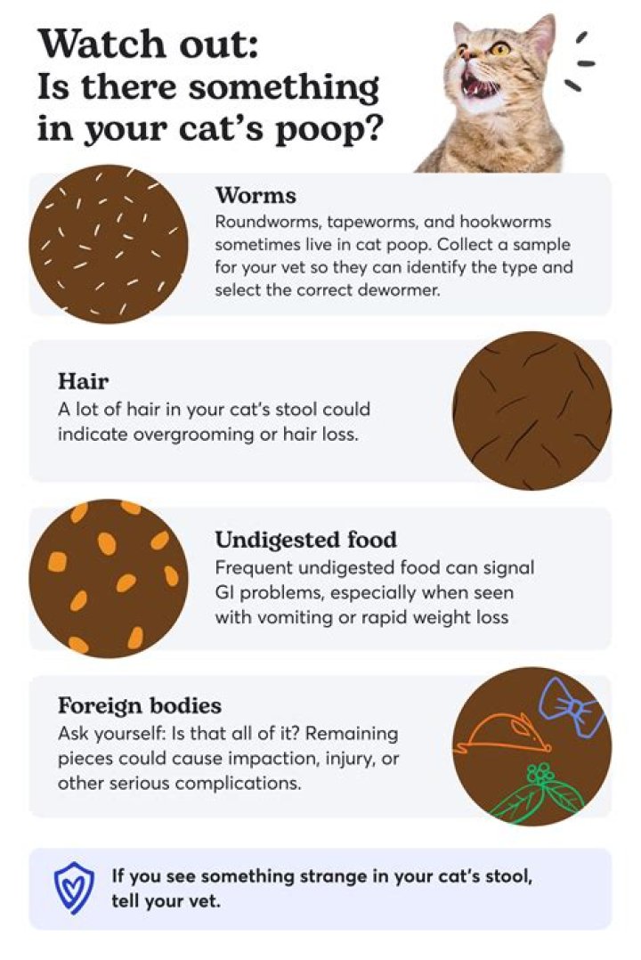 How much do rats poop a day?