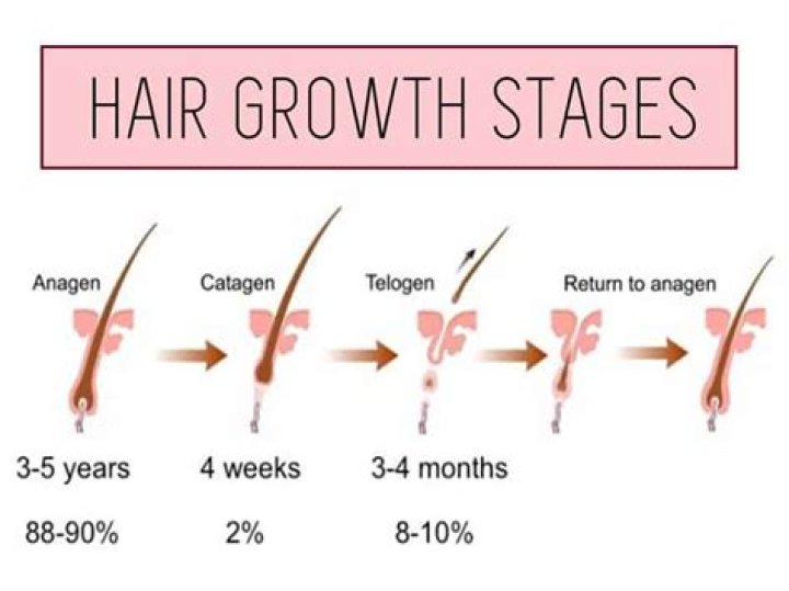 How much does human hair grow in a month?