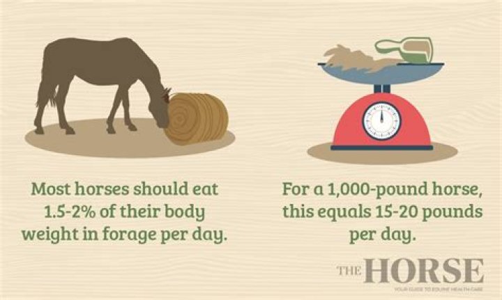 How much hay should a 1000 pound horse eat a day?