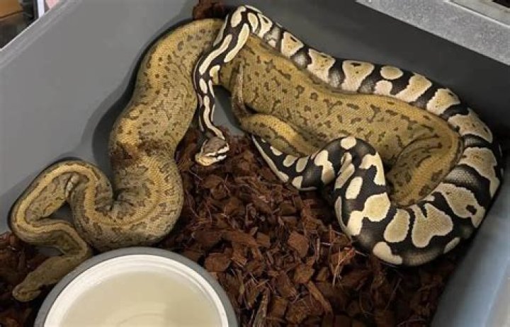 How much is an ivory ball python?