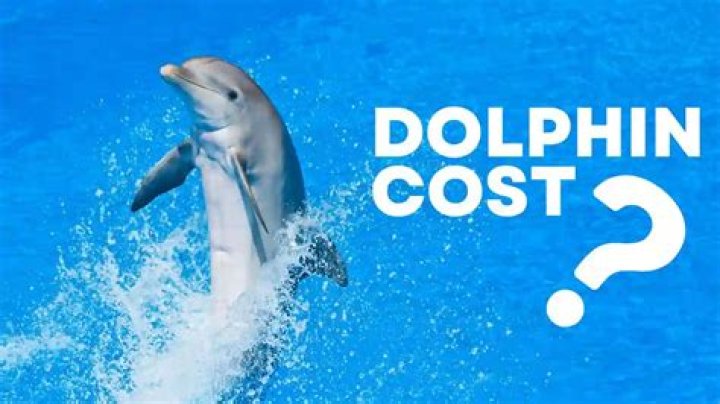 How much is dolphin cost?