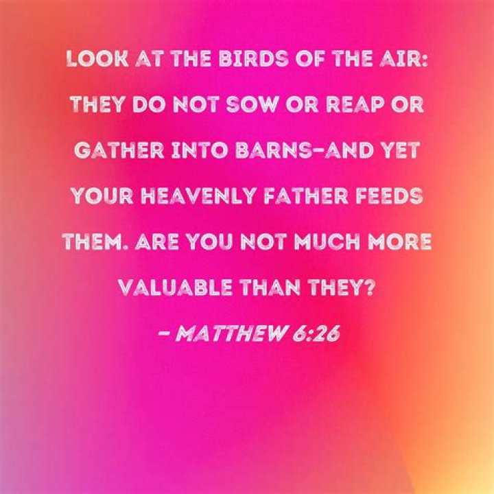 How much more important are your than the birds?