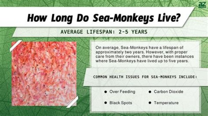 How much salt do Sea-Monkeys need?