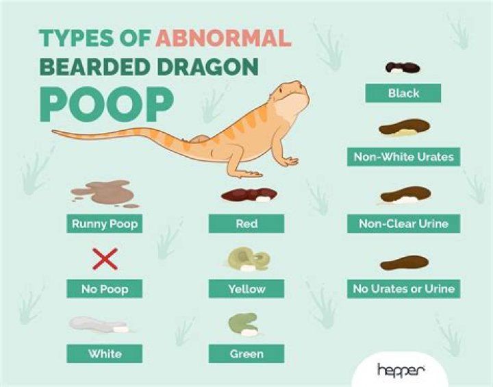 How often do bearded dragons poop?