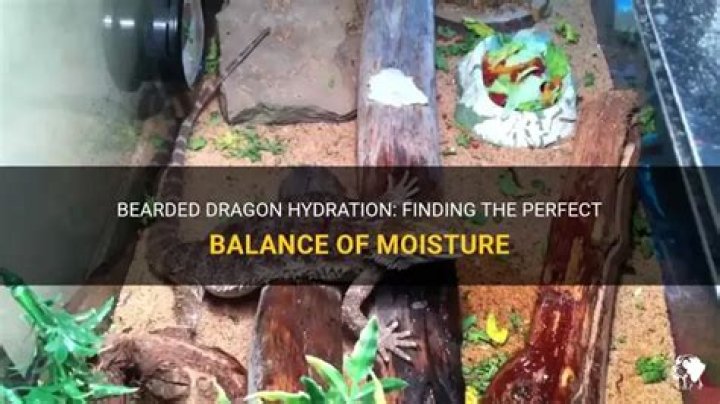 How often should I spray my bearded dragon with water?