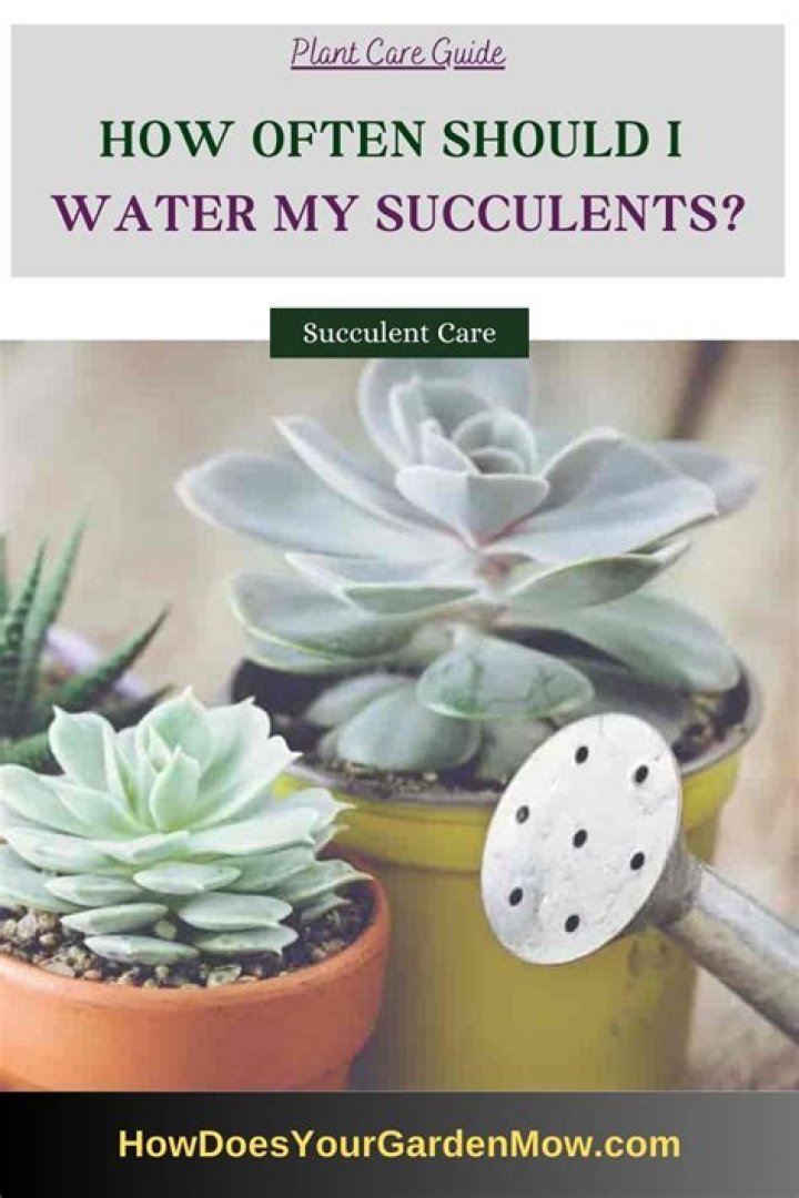 How often should I water my succulents?
