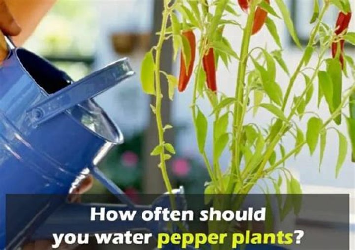 How often should you water pepper plants?