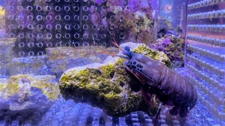 How strong is Silas?