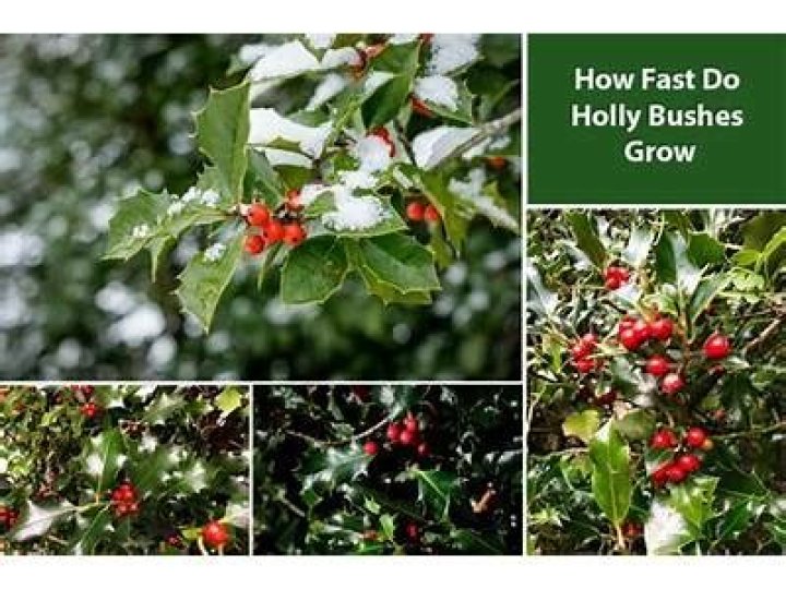 How wide do holly bushes get?
