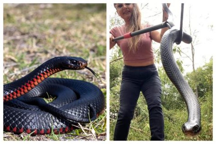Is a black snake poisonous?