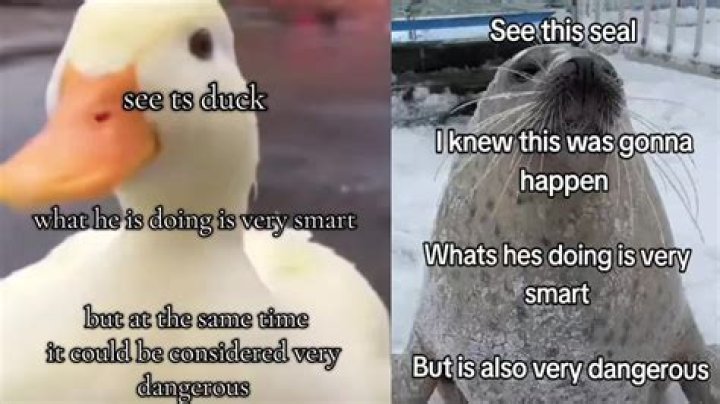 Is being a co dangerous?