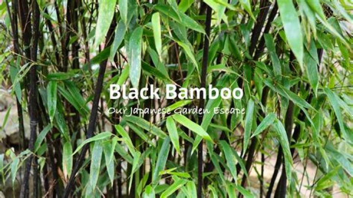 Is Black Bamboo edible?