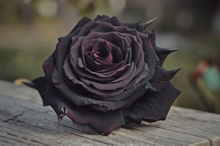 Is Black Rose Real?