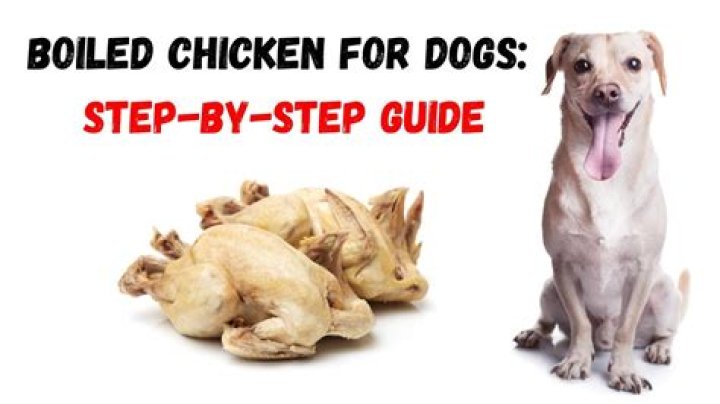 Is chicken good for dogs?