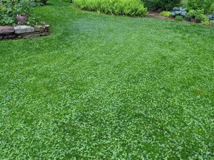 Is clover a better lawn than grass?