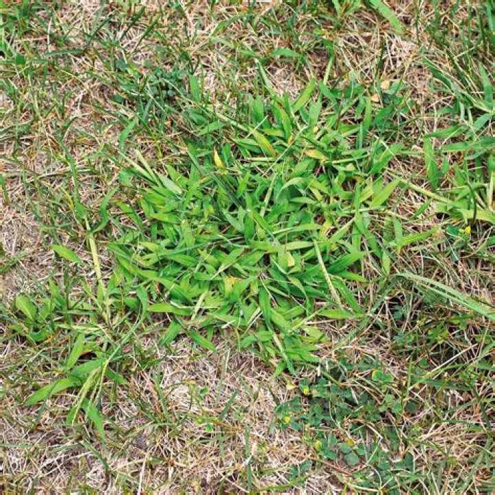 Is crabgrass good for your lawn?