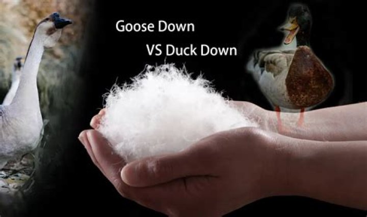 Is goose down vegan?