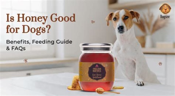 Is Honey Good for parvo?