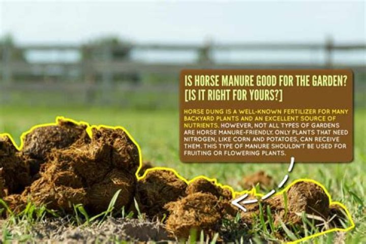 Is horse muck good for roses?
