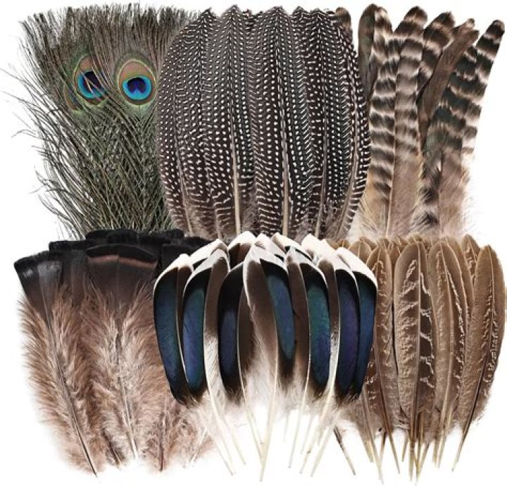 Is it cruel to buy feathers?