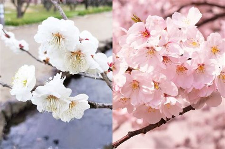 Is sakura same as cherry blossom?