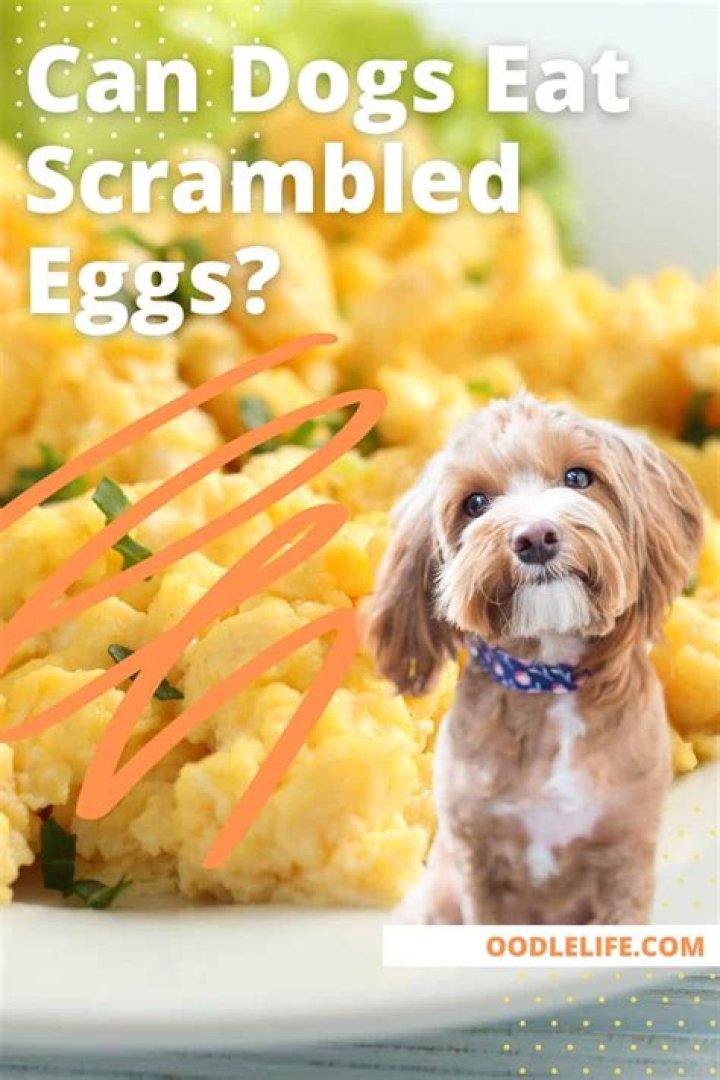 Is Scrambled Egg good for sick dogs?