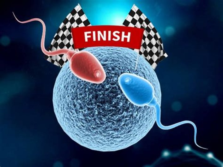 Is the first sperm the strongest?