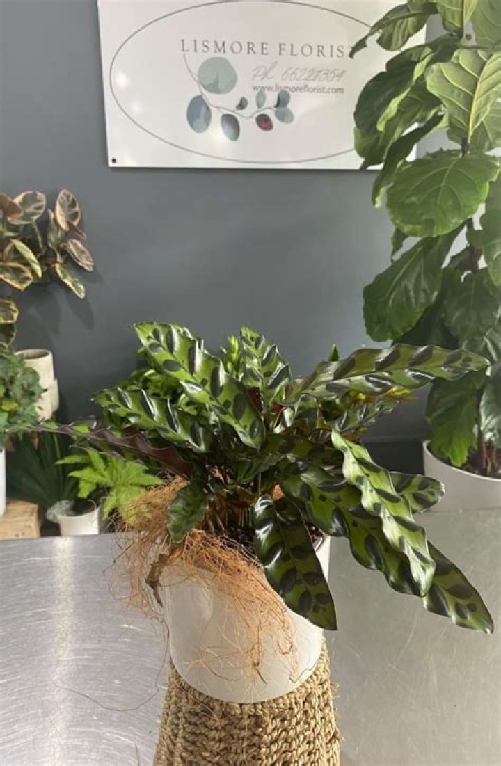 Is the Vida plant real?