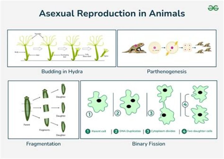 Is there an evolutionary advantage to using meiosis for reproduction rather than an asexual method?